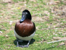 Baer's Pochard (WWT Slimbridge March 2011) - pic by Nigel Key